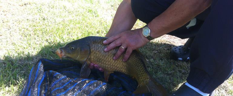 The trout is a kind of fish to be found in the fishing pond of the campsite Les Castors in the Higher Rhine